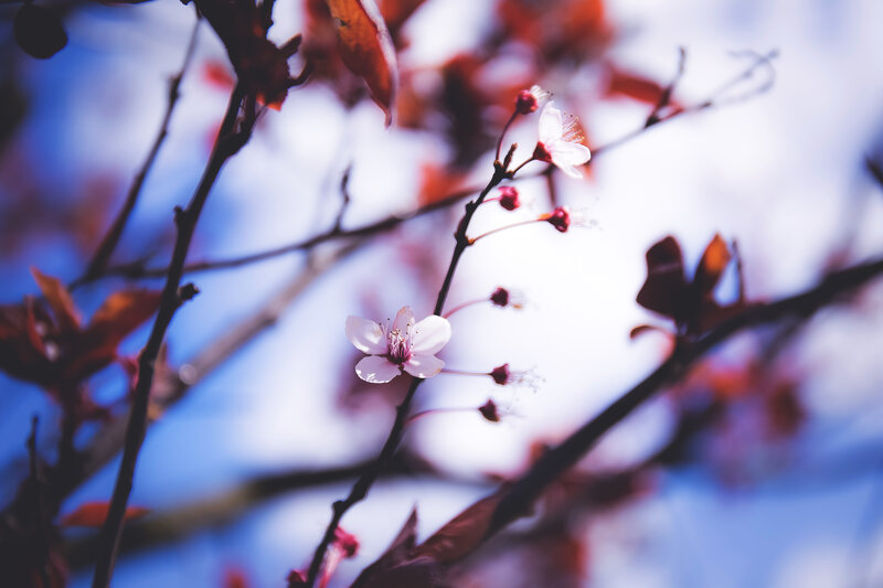 Cherry Blossom Branch — White, Serene, Spring, Photograph, Flowers, Branches, Leaves