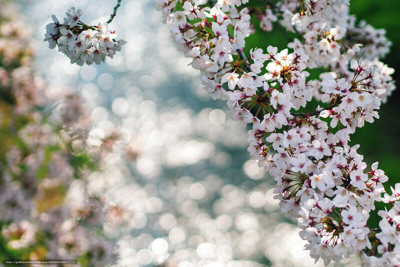 Cherry Blossom Branch — White, Serene, Spring, Photograph, Flowers, Branches
