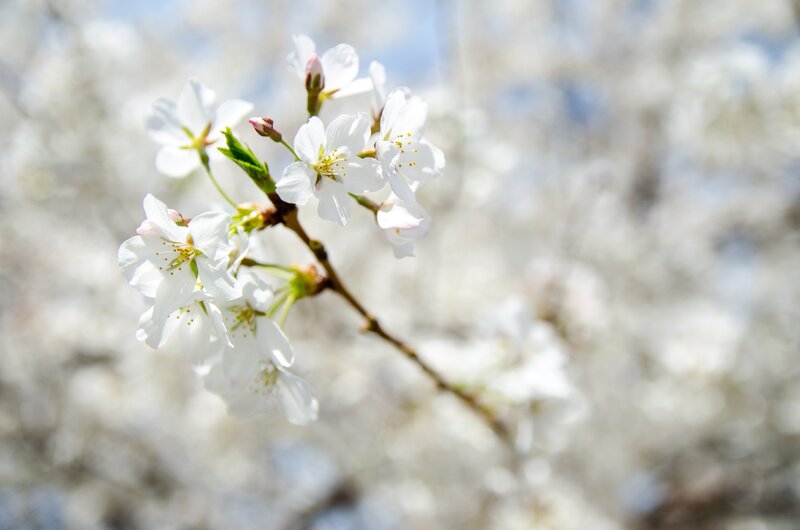 Cherry Blossom Branch — White, Serene, Spring, Photograph, Flowers, Buds, Green Leaves