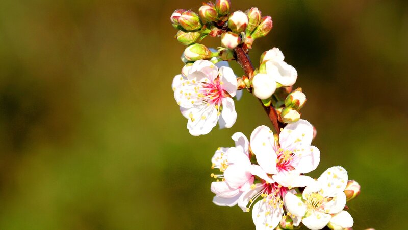 Cherry Blossom Branch — White, Serene, Spring, Photograph, Flowers, Buds, Green
