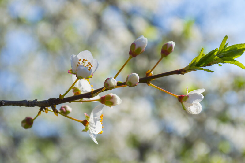 Cherry Blossom Branch — White, Serene, Spring, Photograph, Flowers, Buds, Leaves
