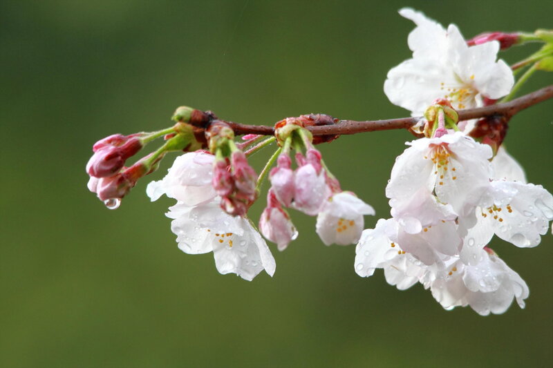 Cherry Blossom Branch — White, Serene, Spring, Photograph, Flowers, Buds, Raindrops