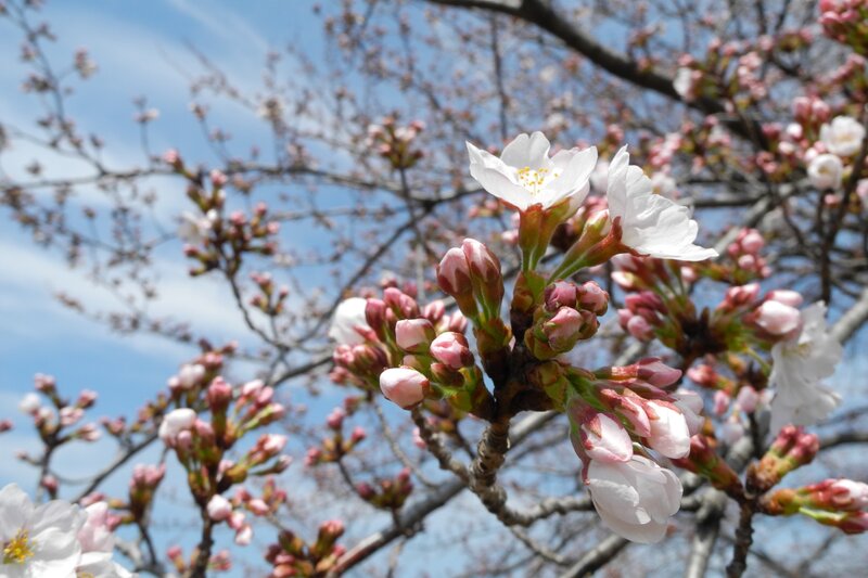 Cherry Blossom Branch — White, Serene, Spring, Photograph, Flowers, Buds, Sky