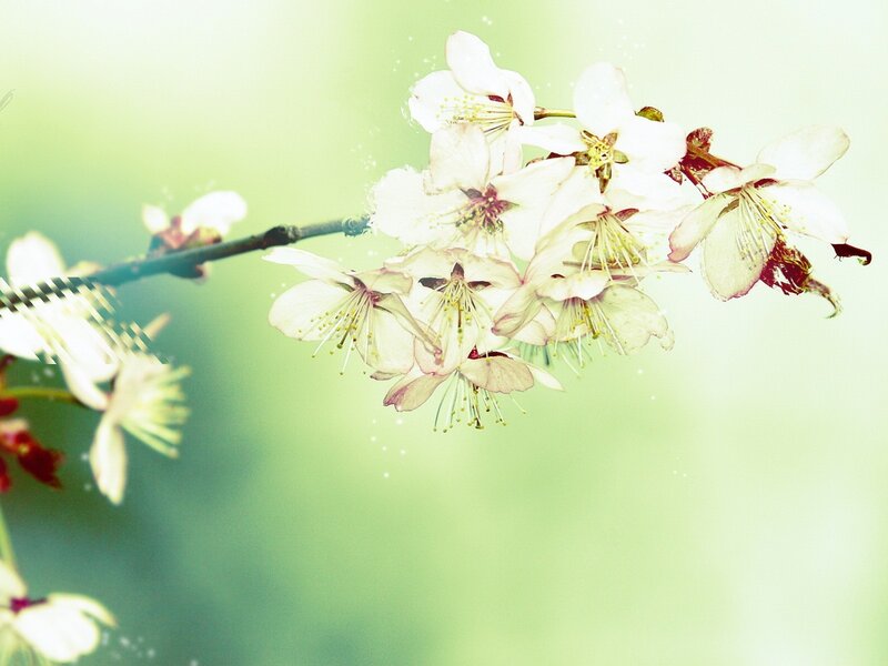 Cherry Blossom Branch — White, Serene, Spring, Photograph, Flowers, Green Background
