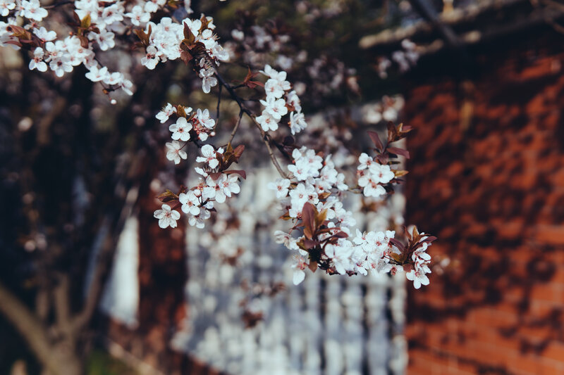 Cherry Blossom Branch — White, Serene, Spring, Photograph, Flowers, Leaves, Brick Wall