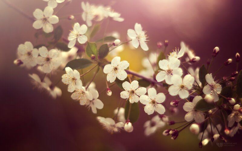 Cherry Blossom Branch — White, Serene, Spring, Photograph, Flowers, Leaves, Buds