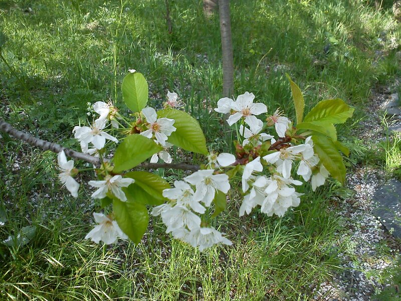 Cherry Blossom Branch — White, Serene, Spring, Photograph, Flowers, Leaves, Grass
