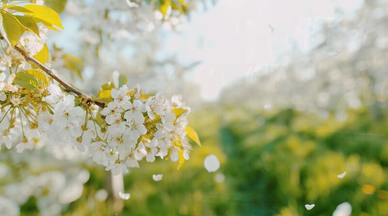 Cherry Blossom Branch — White, Serene, Spring, Photograph, Flowers, Leaves, Petals