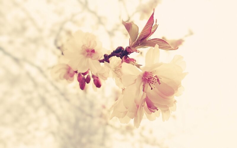 Cherry Blossom Branch — White, Serene, Spring, Photograph, Flowers, Leaves, Pink