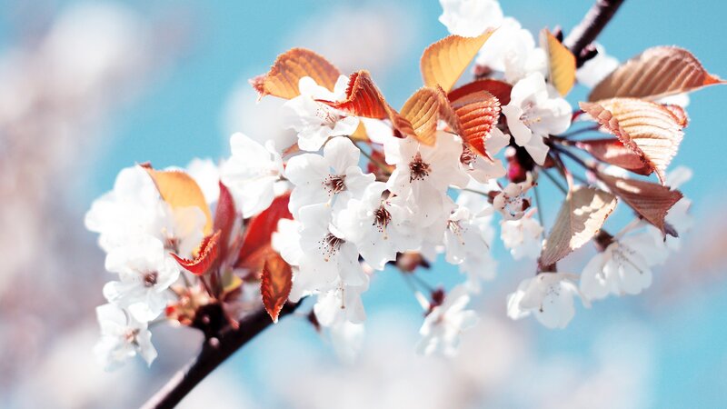 Cherry Blossom Branch — White, Serene, Spring, Photograph, Flowers, Leaves, Sky
