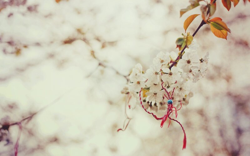 Cherry Blossom Branch — White, Serene, Spring, Photograph, Flowers, Leaves, String