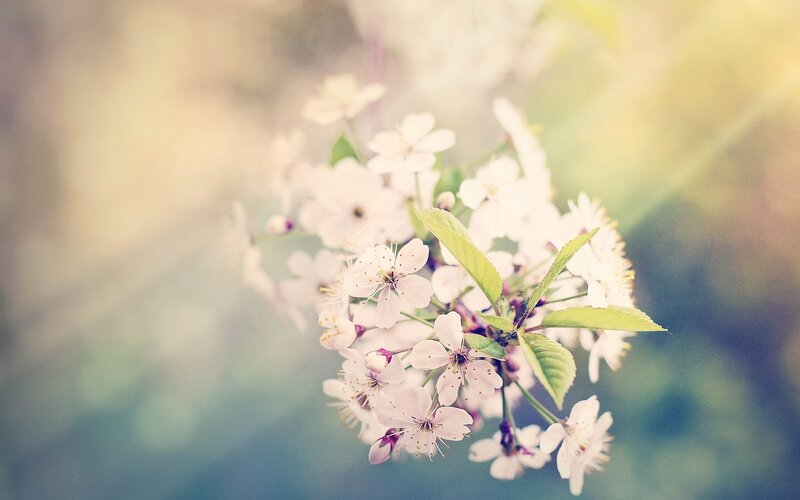 Cherry Blossom Branch — White, Serene, Spring, Photograph, Flowers, Leaves, Sunlight