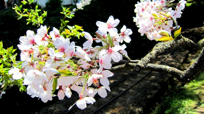Cherry Blossom Branch — White, Serene, Spring, Photograph, Flowers, Leaves