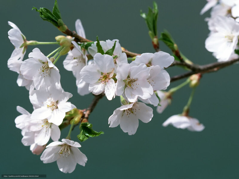 Cherry Blossom Branch — White, Serene, Spring, Photograph, Flowers