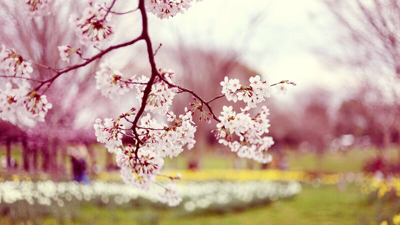 Cherry Blossom Branch — White, Serene, Spring, Photograph, Flowers, Trees, Field, Pink