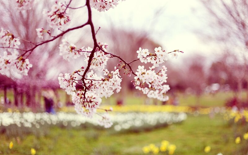 Cherry Blossom Branch — White, Serene, Spring, Photograph, Flowers, Trees
