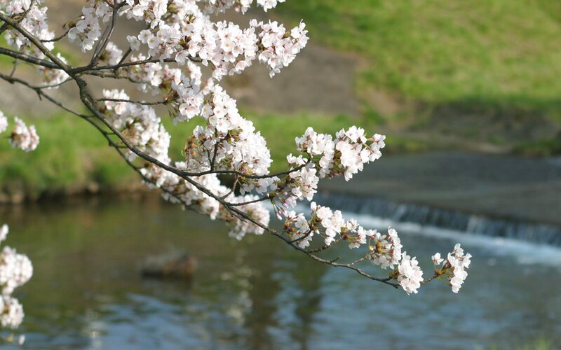 Cherry Blossom Branch — White, Serene, Spring, Photograph, River