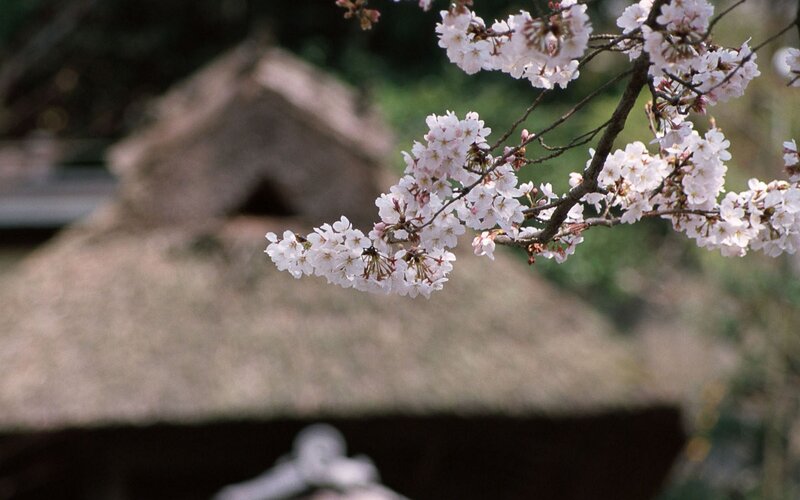 Cherry Blossom Branch — White, Serene, Spring, Photograph, Thatched Roof