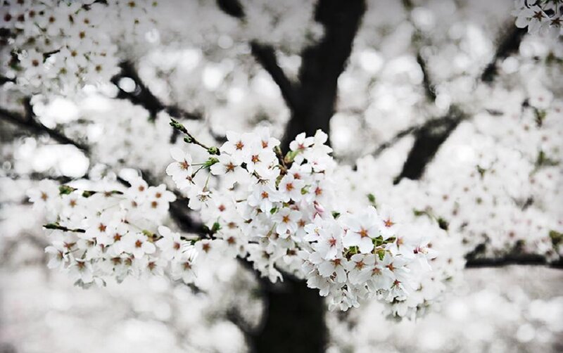 Cherry Blossom Branch — White, Serene, Spring, Photograph