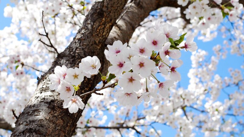 Cherry Blossom Branch — White, Serene, Spring, Photograph, Tree Trunk, Sky