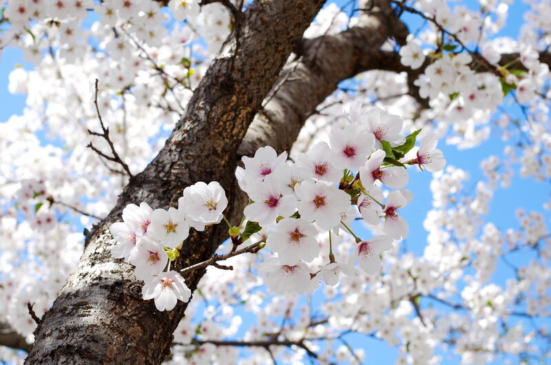 Cherry Blossom Branch — White, Serene, Spring, Photograph, Tree Trunk