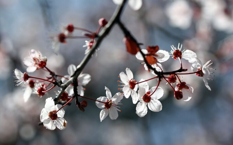 Cherry Blossom Branch — White, Serene, Spring