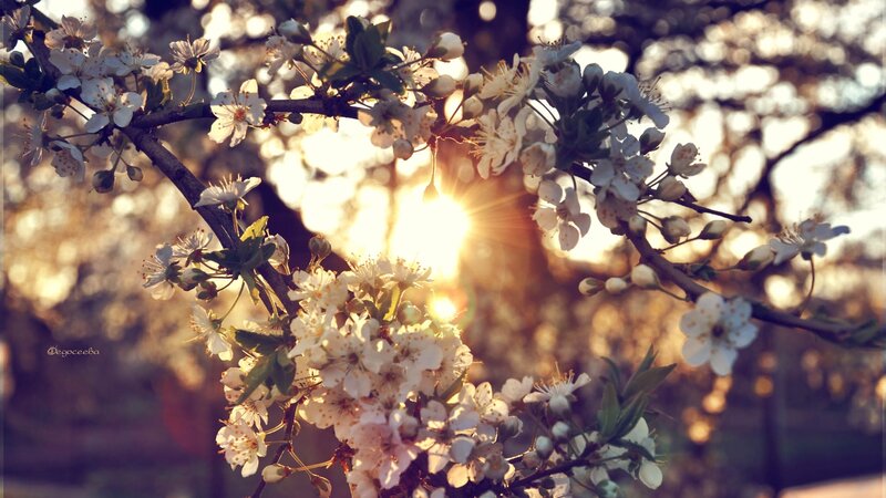 Cherry Blossom Branch — White, Serene, Sunset, Photograph, Sun