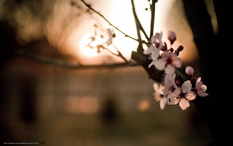 Cherry Blossom Branch — White, Serene, Sunset, Photograph