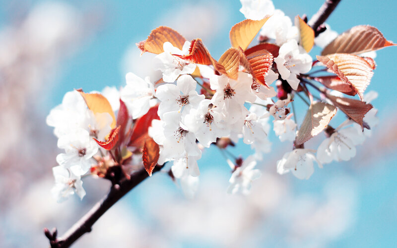 Cherry Blossom Branch — White, Serene