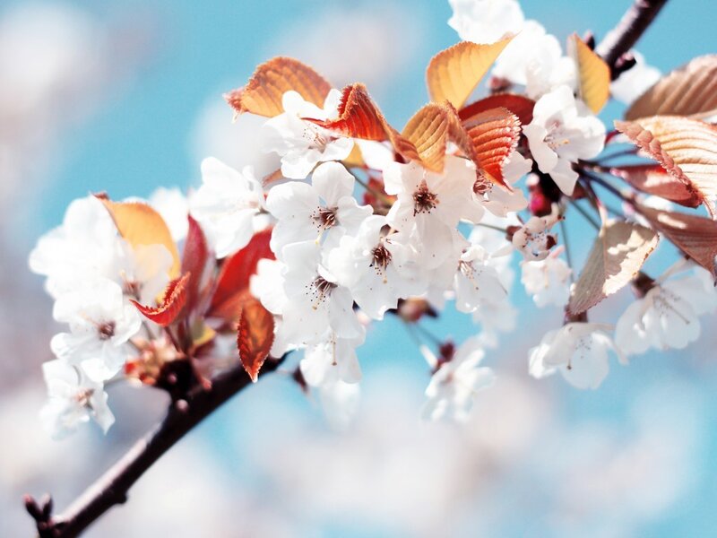 Cherry Blossom Branch — White