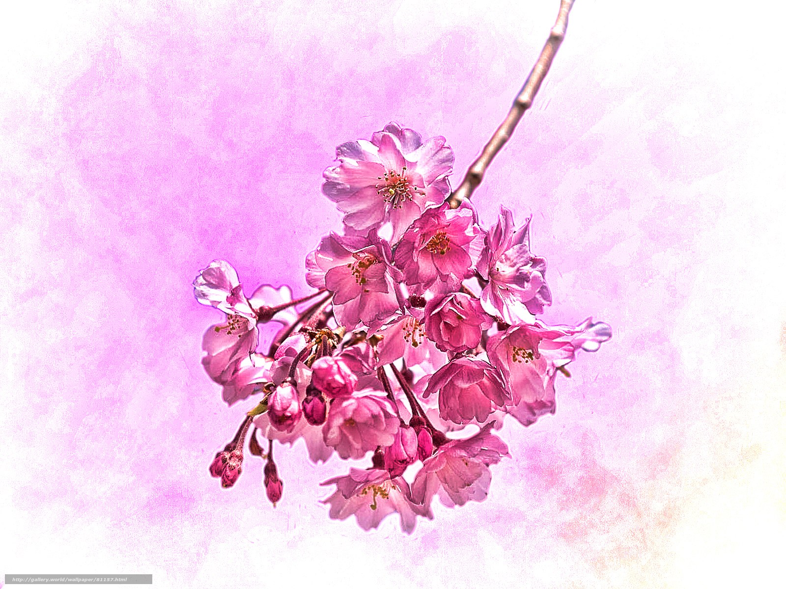 cherry blossom branch