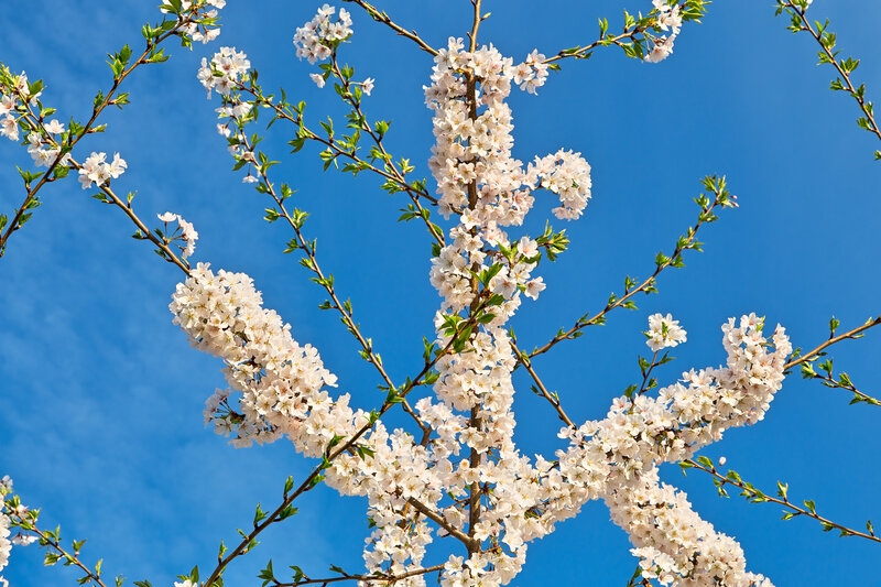 Cherry Blossom Branches — Blue, Serene, Spring, Photograph, Flowers