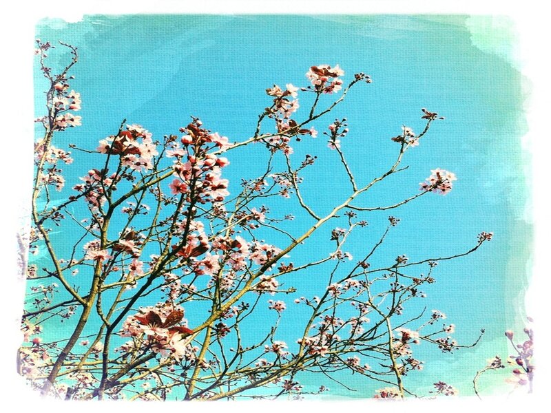 Cherry Blossom Branches — Blue, Serene, Spring, Photograph, Sky