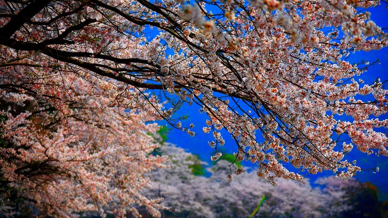 Cherry Blossom Branches — Blue, Serene, Spring, Photograph