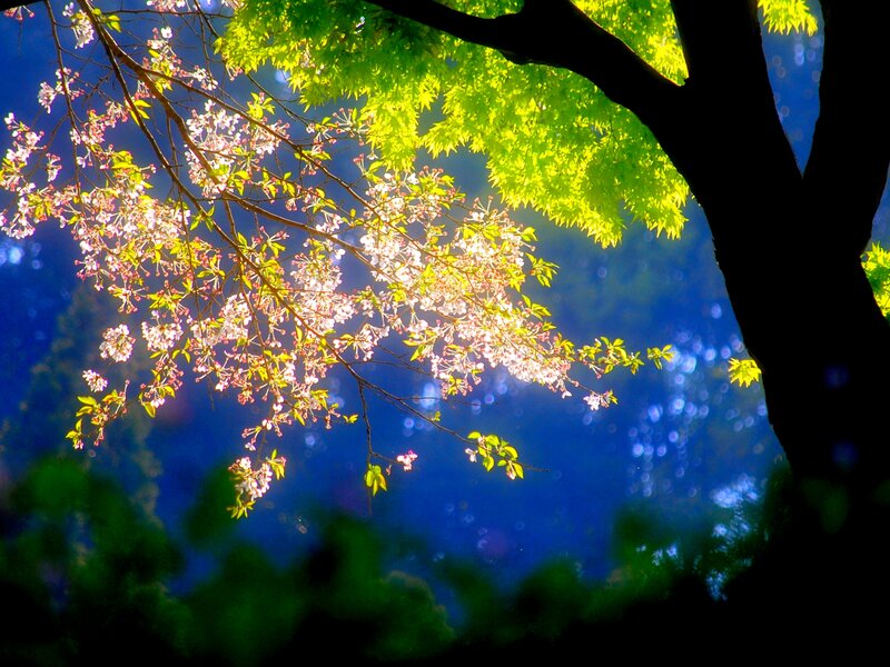 Cherry Blossom Branches — Blue, Serene, Spring, Photograph, Tree, Flowers