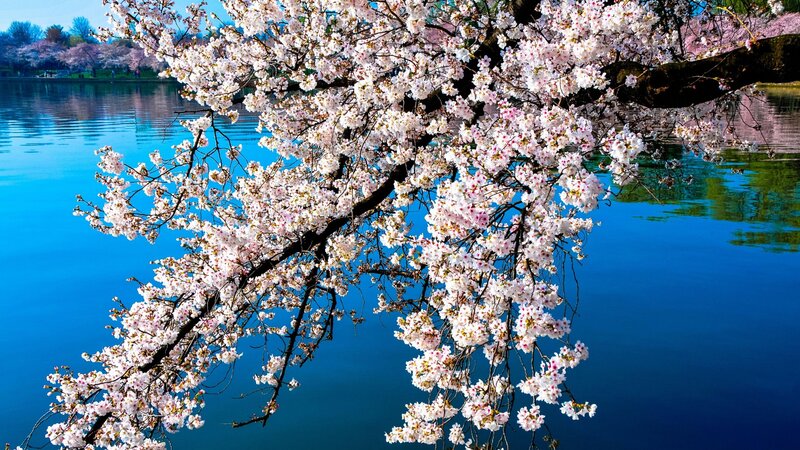 Cherry Blossom Branches — Blue, Serene, Spring, Photograph, Tree, Lake