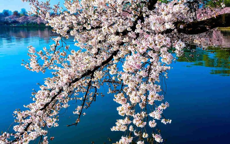 Cherry Blossom Branches — Blue, Serene, Spring, Photograph, Tree