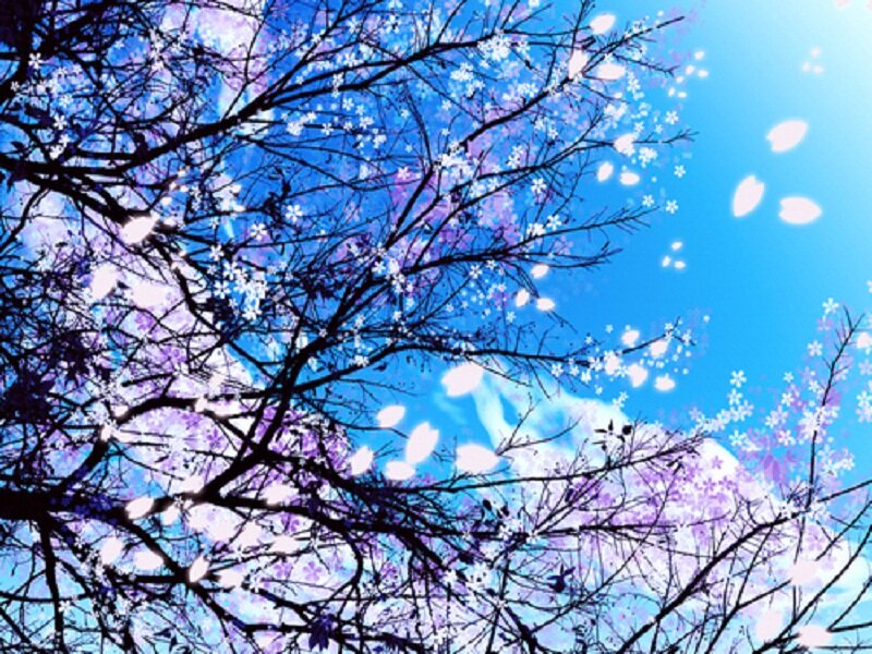 Cherry Blossom Branches — Blue, Serene, Spring