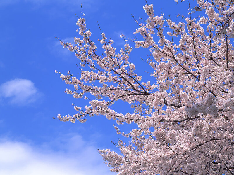 Cherry Blossom Branches — Blue, Serene