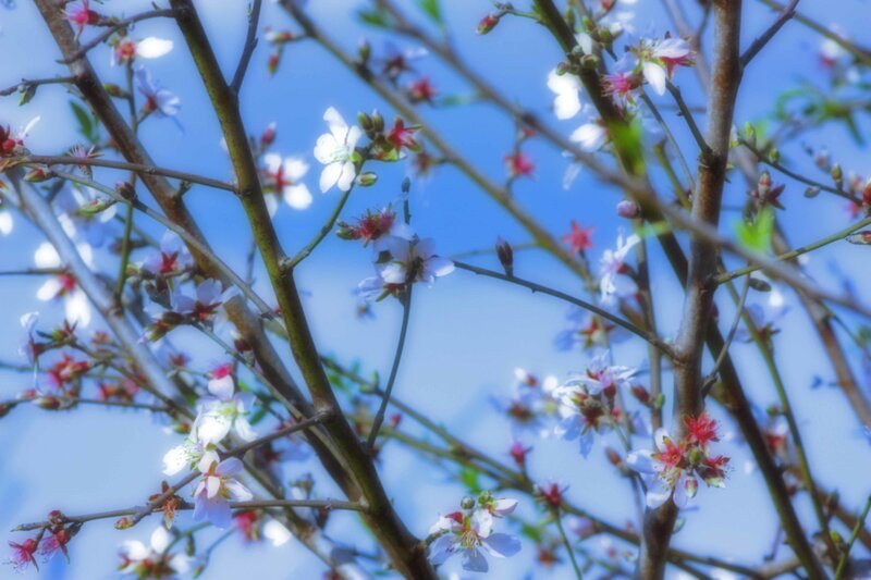 Cherry Blossom Branches — Blue