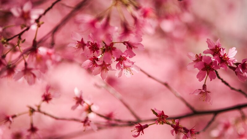 Cherry Blossom Branches — Brown
