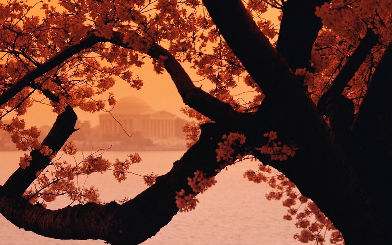 Cherry Blossom Branches — Orange