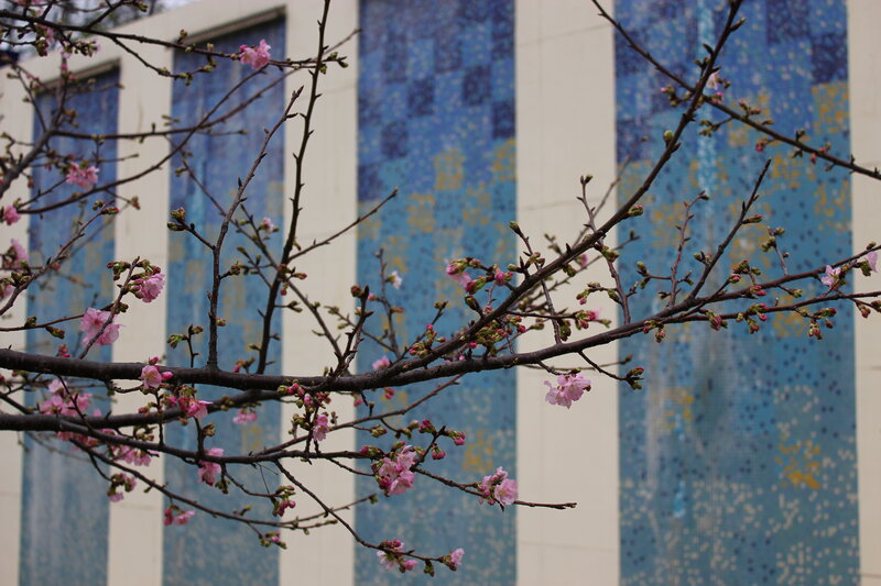 Cherry Blossom Branches — Pink, Calm, Spring, Photograph
