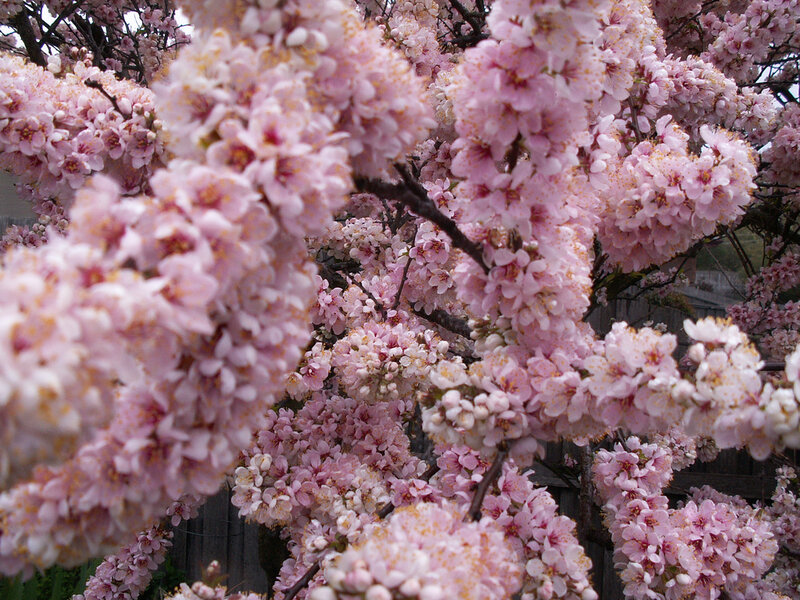 Cherry Blossom Branches — Pink, Calm, Spring