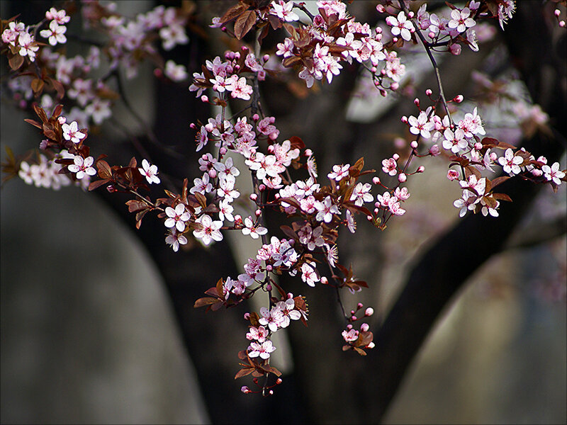 Cherry Blossom Branches — Pink, Calm