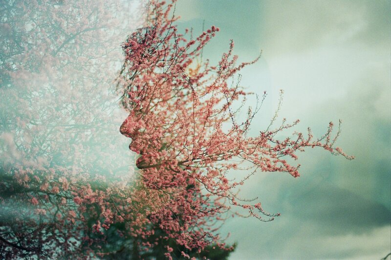 Cherry Blossom Branches — Pink, Dreamy, Spring
