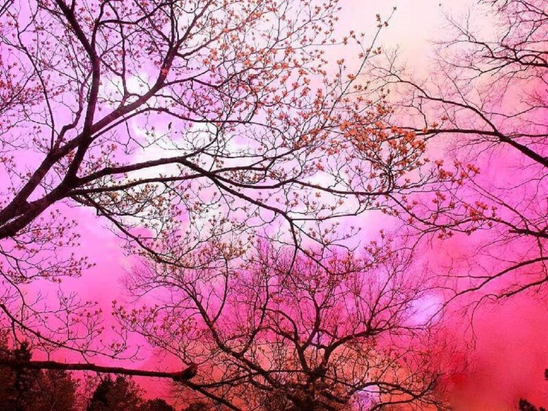Cherry Blossom Branches — Pink, Dreamy