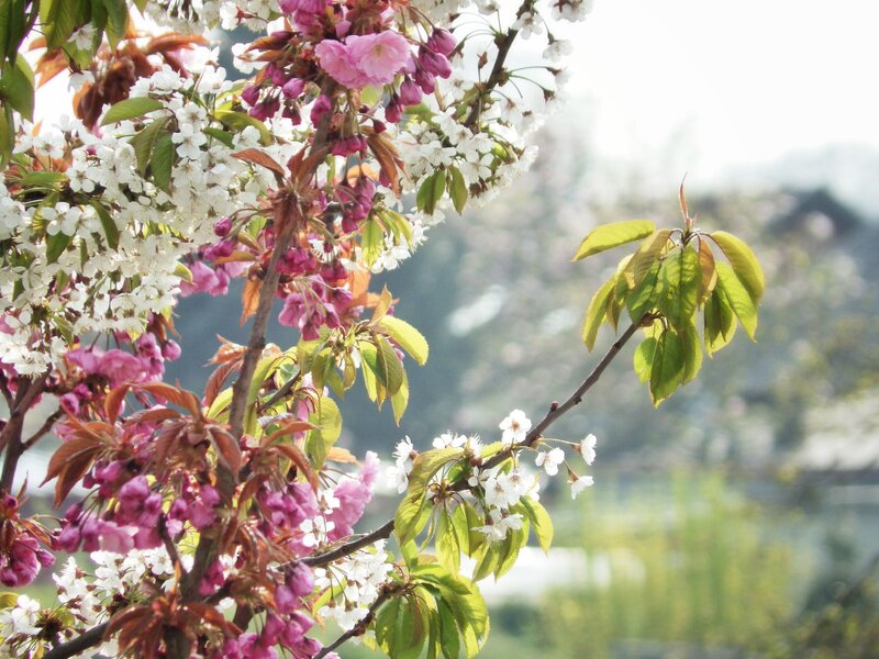 Cherry Blossom Branches — Pink, Leaves