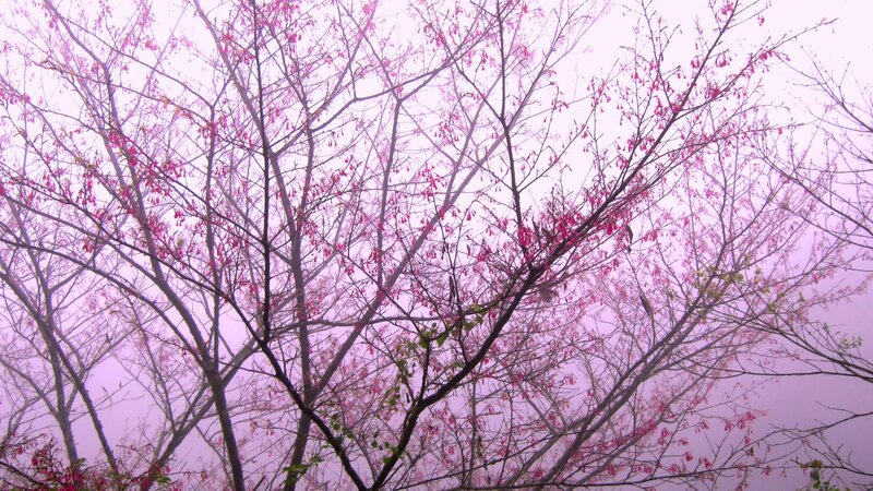 Cherry Blossom Branches — Pink, Misty