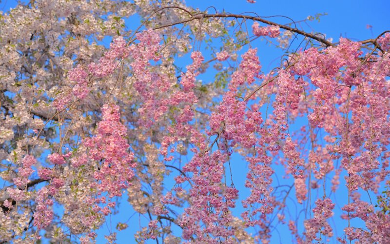 Cherry Blossom Branches — Pink, Photograph